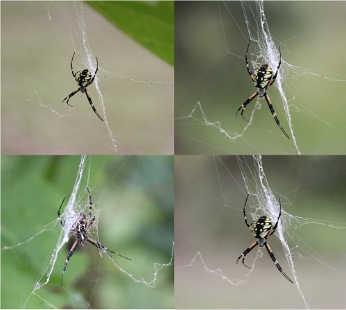 Yellow Spider 2 - Copy w.jpg